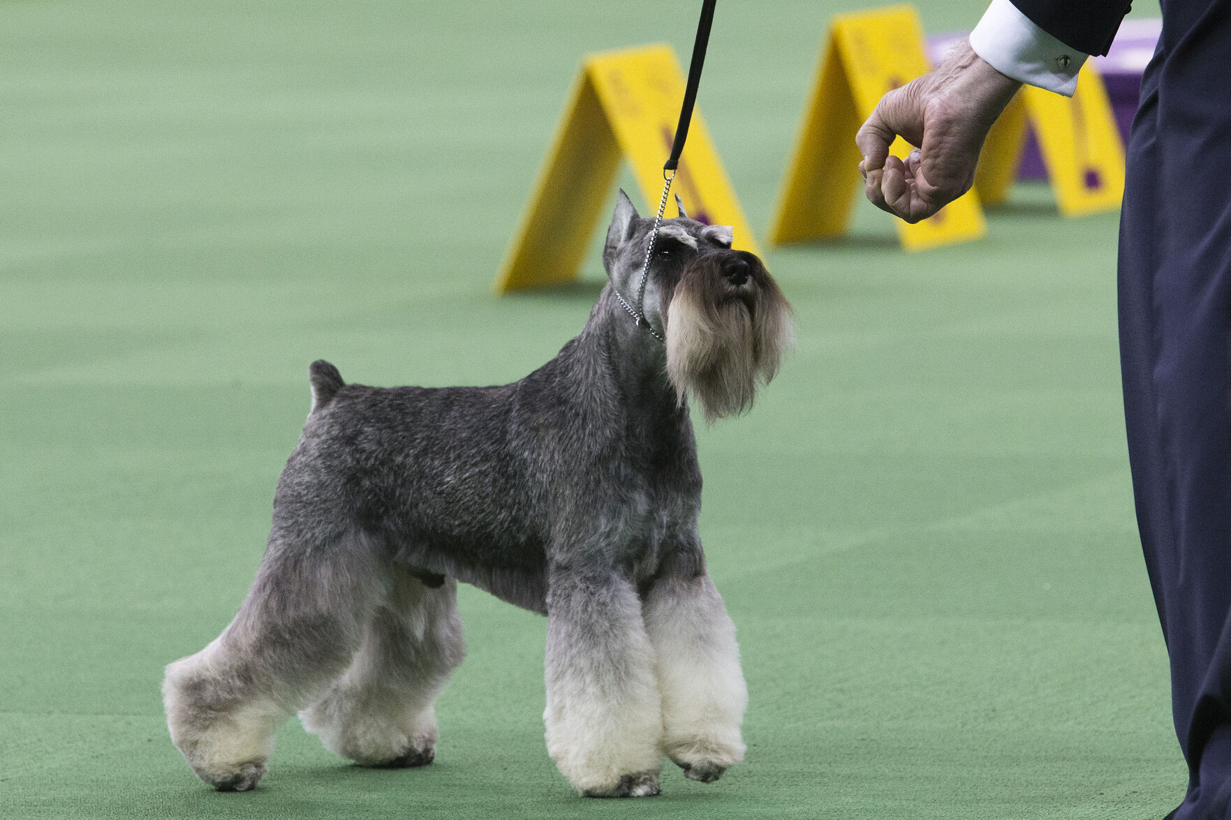 19. Miniature schnauzer